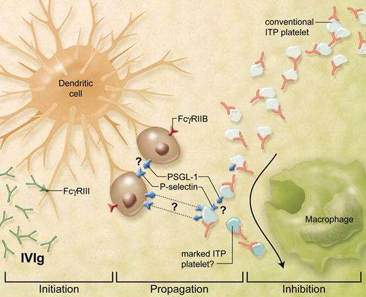 IVIg-directed DC-platelet nuptials. IVIg effects in autoimmunity and inflammation can be mediated by DCs. IVIg first primes the initiator DCs4 in an FcγRIII-dependent manner.3,5 These cells then propagate a still-poorly described intermediary pathway which may involve the function of several interacting cells. The propagation and/or inhibition stages appear to be dependent on the presence of FcγRIIB and P-selectin. The specific cell that expresses these molecules in terms of IVIg action remains unclear. Platelets have only been thought of as passive victims in ITP, however, Huang et al now show that an important downstream target affected by IVIg-primed DCs could be the platelet rather than the macrophage. A result of this IVIg pathway is the “marking” of the ITP platelet which has reduced ability to engage the phagocytic Mϕ. How the platelet is exactly affected remains unknown but could involve some modification of the platelet or a potential involvement of P-selectin or its ligand PSGL-1. (Professional illustration by Alice Y. Chen.)