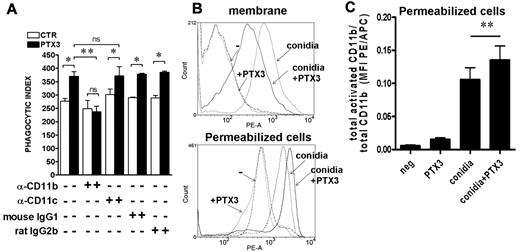 Figure 3. PTX3-mediated increase of A fumigatus conidia phagocytosis depends on CD11b and is associated to CD11b activation. (A) The phagocytosis assay was performed in the presence of 10% NHS and anti-CD11b (M1/70) or anti-CD11c (3.9) blocking antibodies or control IgGs. Results are mean ± SEM of 3-5 pooled experiments. *P ≤ 0.05; **P < .01; Student paired t test. (B) FACS analysis of activated CD11b associated with the membrane or present in permeabilized cells (membrane and intracellular) on neutrophils after incubation of whole blood with PTX3-opsonized conidia for 15 minutes. The histogram shows 1 of 9 donors analyzed with similar results. (C) Ratio of activated and total CD11b MFI PE/APC in permeabilized cells after incubation for 15 minutes with conidia or PTX3-opsonized conidia (n = 6).