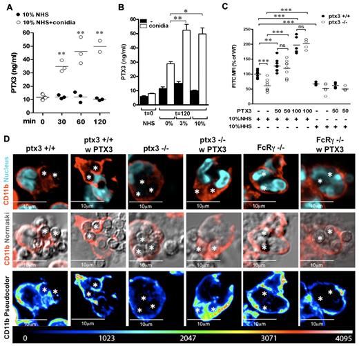 Figure 6. Endogenous PTX3 is released by PMNs during conidia phagocytosis and contributes to internalization through the molecular mechanisms used by recombinant PTX3. (A) Kinetics of PTX3 release from human PMNs in the presence of 10% NHS and conidia. PTX3 levels were measured in the supernatants of 8 × 106/mL PMNs at different time points of incubation (0, 30, 60, and 120 minutes) with conidia and 10% NHS or NHS alone. (B) PTX3 levels were measured in PMN supernatants upon 2 hours of incubation with or without conidia and different concentrations of NHS (0%, 3%, 10%). (C) FACS analysis of FITC-conidia phagocytosis by wild-type (Ptx3+/+) and Ptx3-deficient (−/−) bone marrow PMNs (CD45+, Ly6Ghigh, CD11bhigh) in the presence of 10% NHS or HHS. When indicated, conidia were pre-opsonized with recombinant PTX3 (50 or 100 μg/mL). Experiments were performed in duplicate with PMNs collected from 4-10 Ptx3+/+ and Ptx3−/− mice. Data were normalized and expressed as percentage of the mean in wild-type PMNs. *P ≤ .05; **P < .01; ***P < .0001; Student unpaired t test. (C) Confocal analysis of total CD11b location in wild-type, Ptx3−/−, and FcRγ-deficient (FcRγ−/−) PMNs during phagocytosis of conidia eventually opsonised with recombinant PTX3. (Top) CD11b (red) and nucleus (DAPI). (Middle) CD11b (red) and Normarski. (Bottom) CD11b in pseudocolor scale. Two or 3 internalized conidia per cell are indicated with asterisks. Note that location of CD11b in the phagocytic cup is impaired in Ptx3−/− and FcRγ−/− PMNs and is rescued by recombinant PTX3 in Ptx3−/− PMNs but not in FcRγ−/− PMNs.