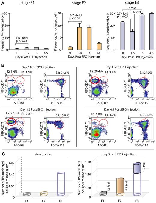 Figure 1. BM erythroid cells develop in vivo as discrete Kit+CD71highTer119− “E1,” Kit−CD71highTer119− “E2,” and Kit− CD71highTer119+ “E3” cohorts, among which stage E2 proerythroblasts compose a uniquely expandable pool. (A-B) Defining of stage E1, E2, and E3 BM cohorts and their EPO-induced expansion potentials. At 1 and 24 hours, mice were dosed with saline (control) or EPO (1200 U/kg). At days 1.5, 3, and 4.5, femoral BM cells were isolated and analyzed for KIT, transferrin receptor (CD71), and Ter119 marker expression (via flow cytometry). Kit+CD71highTer119− cells are designated as stage “E1,” Kit−CD71highTer119− as stage “E2,” and Kit−CD71highTer119+ cells as stage “E3.” (A) At days 1.5 to 3, levels of CFUe-like stage E1 cells increased ∼ 1.6-fold. Stage E2 progenitors, in contrast, expanded up to 6.7-fold, whereas frequencies of stage E3 erythroblasts (∼ 30%) were modulated 1.3- to 1.8-fold. Values are mean frequencies ± SE (n = 3). (B) Representative flow cytometric analyses. (C) Dynamics of E1, E2, and E3 pools at steady state and as affected by EPO (at day 3) are summarized.