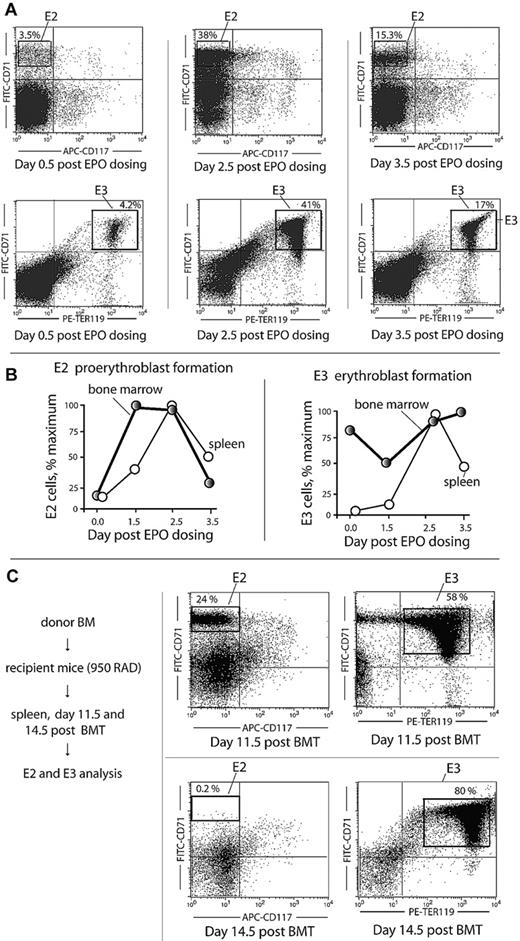 Figure 2. Stage E2 proerythroblasts expand within spleen after EPO dosing or BMT. (A) At day 2.5 to 3.5 after EPO dosing (1250 U/kg at 1 and 24 hours), E2 cells were observed to form in spleen at frequencies of more than 30% among total nucleated cells. (B) Within BM, E2, and E3 cell formation precedes that in spleen. In these analyses, frequencies of E2 and E3 cells generated in BM versus spleen after EPO dosing were determined at the indicated intervals. (C) After BMT at day 11.5, E2 cells represent up to 24% of total nucleated cells in spleen. In these studies, possible E2 cell formation in BMT recipient spleens was assessed at days 11.5 and 14.5 after BMT.