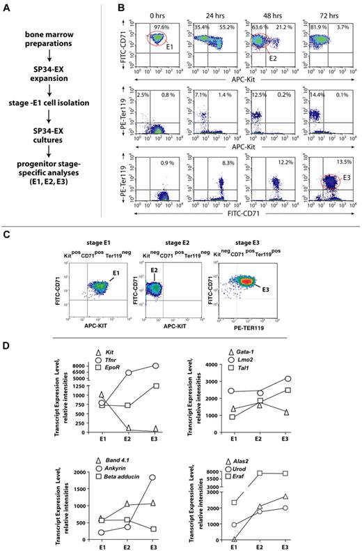 Figure 3. BM erythroid progenitors develop ex vivo sequentially as stage E1, E2, and E3 cohorts. (A) Outlined are ex vivo culture conditions for BM preparations and for the synchronous development of a murine BM erythroid series. (B) Time course and frequencies of stage E1 → E2 → E3 cell formation ex vivo. Here, stage E1 cell isolation (before return to culture) was via Lin+ depletion and subsequent MACS-based Kit+ selection. (C) Representative flow cytometric analyses of purified BM-derived stage E1, E2, and E3 cells. (D) Initial transcript profiling of select receptors (Kit, Tfrn, and Epor), transcription factors (Gata1, Lmo2, and Tal1), cytoskeletal components (Band 4.1, Ankyrin, and beta-adducin), and heme synthetic factors (Alas2, Urod, and Eraf) within purified stage E1, E2, and E3 cohorts. The potential occurrence of alternate splice forms is not accounted for via 430 2.0 array scanning.