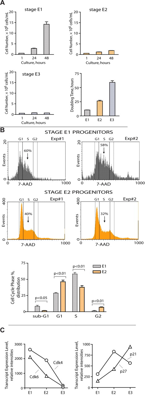 Figure 4. Stage E1 progenitors hyperproliferate, whereas E2 proerythroblasts limit this expansion mechanism. (A) Primary stage E1, E2, and E3 BM cells were isolated, returned to culture, and analyzed for proliferation and doubling times. (B) E1 and E2 cell cycle distributions also were determined based on 7-amino-actinomycin D analyses using fresh bone preparations (and Kit, CD71, plus Ter119 costaining and gating). Stage E1 cells were distributed at ∼ 60% in S-phase. (C) During stage E1 → E2 → E3 cohort development, levels of Cdk4 and Cdk6 decrease, whereas p21 and p27 increase multifold. Values are mean ± SE for triplicate transcriptome profiling experiments.