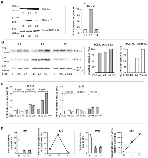 Figure 5. Stage E2 proerythroblasts deploy BCL2, whereas BCL-XL expression is activated subsequently at stage E3. (A) Stage E2 proerythroblasts (but not E1 or E3 cells) express elevated BCL2. Stage E1, E2, and E3 cells were purified from primary SP34-ex cultures, and lysates were directly prepared. Levels of BCL2 and BCL-XL were then assayed by Western blotting. (B) BCL-XL and BCL-2 expression in stage E1, E2, and E3 BM erythroid cohorts. Stage E1, E2, and E3 cells were isolated and cultured for 6 hours in the absence of hematopoietic cytokines. Cells were then exposed to EPO (5 U/mL) for 2.5 and 7.5 hours. Cell lysates were prepared and analyzed for BCL-XL, BCL-2, and β-tubulin expression via Western blotting (left panel). Band intensities of BCL-XL and BCL2 were determined using ImageJ software Version 1.42j (right panel). (C) EPO/EPOR signals regulate Bcl-xL (but not Bcl2) in late-stage E3 erythroblasts. Purified primary BM stage E1, E2, and E3 cells were cultured for 6 hours in the absence of hematopoietic growth factors and then challenged with EPO. At 30, 90, and 270 minutes, cells were lysed in Trizol, and RNA and cDNA were prepared. Bcl-xL and Bcl2 levels then were determined via quantitative RT-PCR (with beta-actin as an internal control). (D) Stage-predominant EPO induction and up-modulation of select EPO response factors, such as S3G and Trib3. Assays of transcripts were performed via quantitative RT-PCR. Values are mean ± SE.