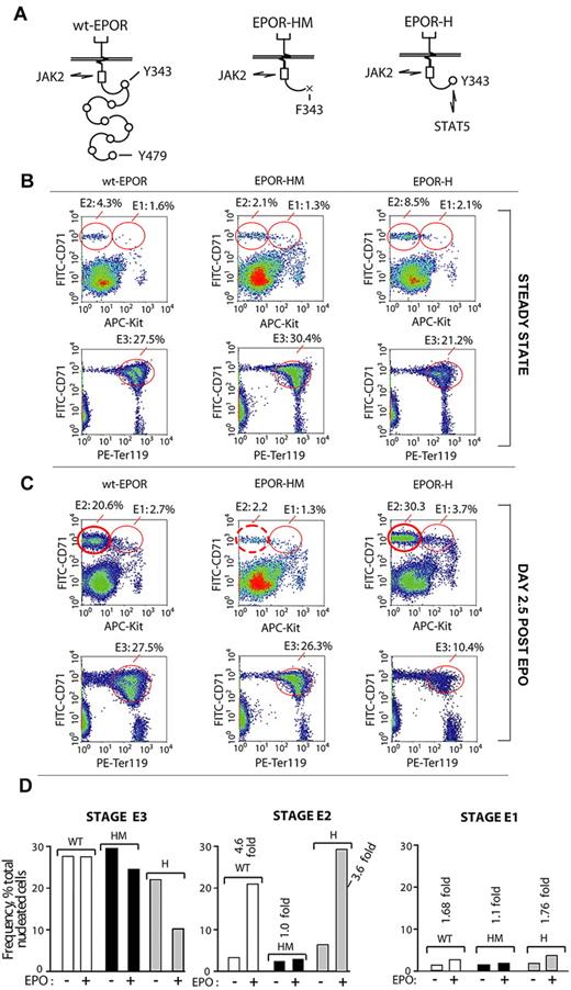 Figure 6. Disruption of EPOR/JAK2/STAT5 signaling disrupts BM erythropoiesis selectively at an E2-stage of BM proerythroblast development. (A) Diagrammed are the wild-type EPOR (wt-EPOR); the PY-null allele, EPOR-HM; and a related EPOR-H allele in which a PY343 site for STAT5 is selectively restored. (B-C) EPOR-HM mice exhibit a major selective defect in the expansion of BM stage E2 proerythroblasts. In mice harboring wt-EPOR, EPOR-HM, or EPOR-H alleles, frequencies of stage E1, E2, and E3 cells were analyzed at steady state and at day 2.5 after EPO dosing. In EPOR-HM mice, and on EPO challenge, levels of stage E3 erythroblasts unexpectedly were near-normal. Their stage E2 progenitors, however, failed to undergo the more than or equal to 5-fold expansion observed within wt-EPOR and EPOR-H BM. For EPOR-H BM erythroid cells, also note an enhanced expansion of stage E2 proerythroblasts (and a > 2-fold deficit in EPOR-H stage E3 erythroblast formation). (D) Effects of EPOR-HM (and EPOR-H) allele signaling on E1, E2, and E3 BM cell formation are summarized.