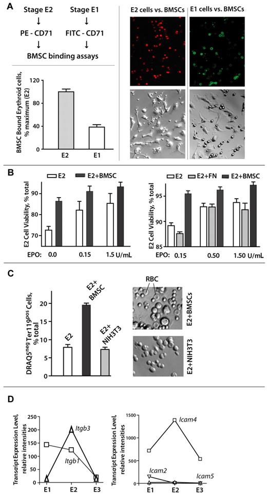 Figure 7. Stage E2 BM proerythroblasts selectively and productively interact with primary BM stromal cells. (A-B) Stage E1 and E2 cells were purified from SP34-ex cultures and assessed for interactions with primary BMSCs. When cultured in parallel (at equal numbers, and cells per milliliter) with BMSCs, E2 proerythroblasts bound BMSCs at ∼ 250% increased levels over E1 cells (Axiovent 200, 160× overall, 1.6 NA, Vectashield, Axiocam MR, Illustrator 10). (C) E2 proerythroblast-BMSC interactions can also promote maturation to DRAQ5− reticulocytes and apparent erythrocytes. On continued coculture (2-3 days), primary Lin− BMSCs supported reticulocyte and apparent red cell formation as assessed by DRAQ5 staining (via flow cytometry) and apparent morphology (∼ 5-μm-diameter cells with apparent (bi)concave shape). (D) Expression of adhesion factors Itgb3 and Icam-4 peaks in stage E2 BM proerythroblasts. Expression of cell surface adhesion factors was assessed initially via analyses of triplicate transcriptome profiles for purified BM E1, E2, and E3 cell populations. For the integrins and Icams illustrated, relative expression levels also were assayed via quantitative RT-PCR (with beta-actin as an internal control).
