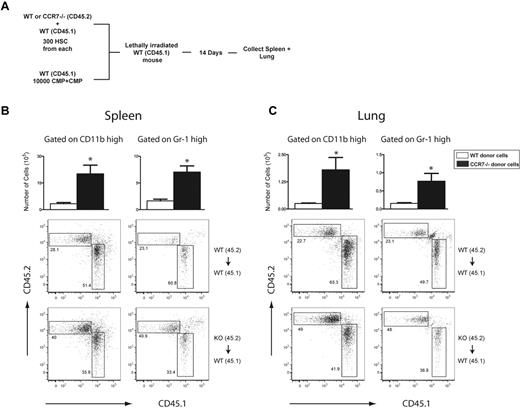 Figure 2. CCR7−/− HSCs demonstrate enhanced myeloid reconstitution after HSCT. (A) Experimental scheme of a competitive reconstitution assay in which WT CD45.1 mice were lethally irradiated and reconstituted with 3.0 × 102 HSCs from WT CD45.1 and 3.0 × 102 HSCs from either WT (CD45.2) or CCR7−/− (CD45.2) mice, and 1.0 × 104 CMPs and GMPs from CD45.1 WT mice. Fourteen days after HSCT, flow cytometric analysis revealed a significant increase in the percentage and total number of spleen and lung cells derived from CCR7−/− HSCs, compared with WT HSCs. (B) Total number of cells and flow cytometric analysis of CD11bhi and Gr-1hi cells in the spleen 14 days after competitive transplantation. (C) Total number of cells and flow cytometric analysis of CD11bhi and Gr-1hi cells in the lung 14 days after competitive transplantation (n = 5 mice per group). *P < .05, when comparing cells originating from either WT or CCR7−/− HSCs.