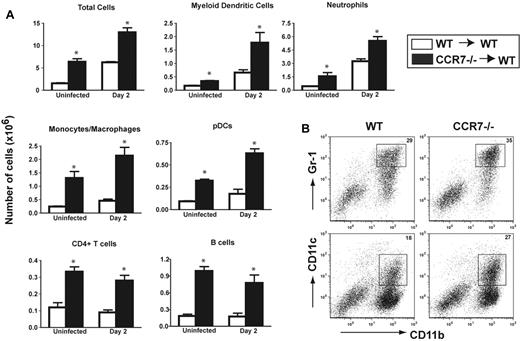 Figure 4. Lethally irradiated WT mice reconstituted with CCR7−/− HSCs and MPCs (CCR7−/−→WT) show increased leukocyte influx into the lungs before and after A fumigatus challenge, compared with WT→WT chimeras. Fourteen days after HSCT, mice were left unchallenged or were injected with 2.0 × 106 conidia. Cellular infiltration into the lung was analyzed 48 hours after challenge. (A) Myeloid DCs were CD11c high, CD11b high, and MHC II+ cells. Neutrophils were CD11b high, Gr-1 high, and CD11c−. Monocytes/macrophages were CD11b+, F4/80+, and CD11c−. Plasmacytoid DCs were B220+ and CD11c+, CD4+ T cells were CD3+ and CD4+, and B cells were B220+ and CD11c−. (B) Dot plots of DCs and neutrophils demonstrate increased percentages of myeloid effector cells during IA (n = 4-5 mice per group. Data are representative of 3 separate experiments). *P < .05, when comparing WT or CCR7−/−→WT chimeric mice.