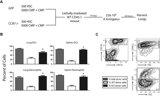 Figure 6. CCR7−/− HSCs and MPCs exhibit enhanced myeloid reconstitution, compared with WT cells during IA after a competitive reconstitution transplantation. (A) Experimental scheme in which WT CD45.1 mice were lethally irradiated and reconstituted with 3.0 × 102 HSCs, 5.0 × 103 CMPs, and 5.0 × 103 GMPs from CD45.2 WT GFP+ and CCR7−/− mice. Fourteen days after HSCT, mice were challenged with 2.0 × 106 conidia and cells were analyzed by flow cytometry 48 hours later. (B) Percent of total, (WT and CCR7−/−) donor neutrophils or DCs in the lungs of chimeric mice after conidial challenge (gray bars) and the percentage of donor cells derived from WT or CCR7−/− mice (white and black bars, respectively). (C) Contour plots showing donor-derived DCs from WT GFP+ or CCR7−/− mice (n = 5 mice, representative of 2 experiments). *P < .05, when comparing GFP+ and CCR7−/− donor cells after HSCT.