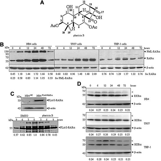Figure 1. Pharicin B stabilizes RAR-α protein in AML cells. (A) Chemical structure of pharicin B. (B) NB4, U937, or THP-1 cells were incubated with 2μM of pharicin B for hours, as indicated. The RAR-α/PML-RAR-α protein was detected by anti–RAR-α antibody with β-actin as the loading control. The number on the bottom indicates signal intensity of RAR-α or PML-RAR-α protein against β-actin. (C) NB4 cells were stably transfected with FLAG-RAR-α or the negative control (NC) vector (top panel). Pulse-chase analysis of catabolism of FLAG-RAR-α in the presence or absence of pharicin B was performed in NB4FLAG-RARα cells (bottom panel). The number on the bottom indicates the signal intensity of the FLAG-RAR-α relative to untreated cells, which was designated as 1. (D) NB4, U937, or THP-1 cells were incubated with 2μM of pharicin B for the number of hours indicated, and RXR-α protein was detected by anti–RXR-α antibody with β-actin as the loading control. The number on the bottom indicates signal intensity of RXR-α protein against β-actin. The arrow (<) points to an unknown band responsive to anti–RXR-α antibody. All experiments were repeated 3 times.