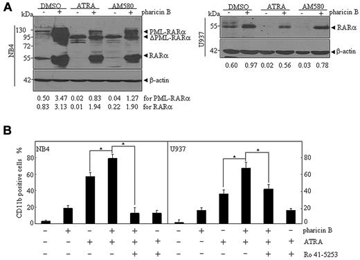 Figure 5. Pharicin B presents synergistic effect with RAR-α agonist, while RAR-α antagonist inhibits effect of pharicin B. (A) NB4 and U937 cells were treated with 2μM pharicin B, ATRA (10−8M for NB4 and 10−7M for U937), or AM580 (10−6M), as indicated, for 48 hours, and RAR-α/PML-RAR-α protein was detected by anti–RAR-α antibody. β-actin was used as the internal control. Each experiment was repeated at least 3 times. The number on the bottom indicates signal intensity of RAR-α or PML-RAR-α protein against β-actin. (B) NB4 and U937 cells were treated with pharicin B (2μM), ATRA (10−8M for NB4 and 10−7M for U937), 10−6M Ro 41–5253 alone, or their combination for 3 days. CD11b expression was measured by flow cytometry. All values represent means, with bar as SD of 3 independent experiments, each of which with triplicate samples. *P < .001.