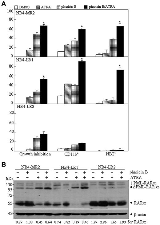 Figure 6. Pharicin B overcomes ATRA resistance in some NB4-derived and ATRA-resistant cell lines. (A) Percentages of growth inhibition, CD11b expression, and NBT reduction for ATRA-resistant cells NB4-MR2, NB4-LR1, and NB4-LR2 treated with 2μM pharicin B, 0.1μM ATRA, or both for 3 days. (B) Cells were treated as in (A), but for 48 hours, and RAR-α/PML-RAR-α protein was detected by antibody of RAR-α. β-actin was used as the internal control. Each experiment was repeated at least 3 times. The number on the bottom indicates signal intensity of RAR-α protein against β-actin.