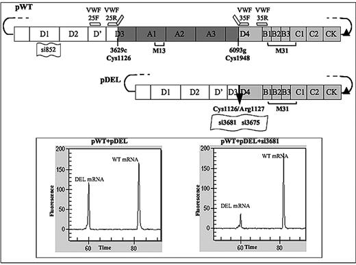 Figure 1. Expression plasmids for VWF variants and breakpoint-specific siRNAs. Schematic representation of the expression vectors for the wild-type (pWT) and in-frame deleted (pDEL) VWF variants. The amino, carboxyl-terminus, and deleted (r.3629-6093del, p.1127_C1948delinsR) VWF domains are reported as white, light gray, and dark gray rectangles, respectively. Accordingly, PCR primers (VWF-25F, VWF-25R. VWF-35F, and VWF-35R) used to create the deletion are indicated by short white or light gray bars. The black arrow in the pDEL vector indicates the breakpoint. Position and numbering of sequences targeted by siRNA molecules are indicated by small flags. Square brackets indicate the localization of VWF epitopes recognized by antibody pools (M13, M31) used for Western blotting. The filled triangle represents the position (134 bases downstream of the stop codon) of the suppressed SacI restriction site. (Inset) Capillary electrophoresis of wild-type and deleted mRNA reverse-transcribed PCR products from cells transfected with equimolar amounts of the indicated vectors, and on treatment with 40nM si3681 (right).