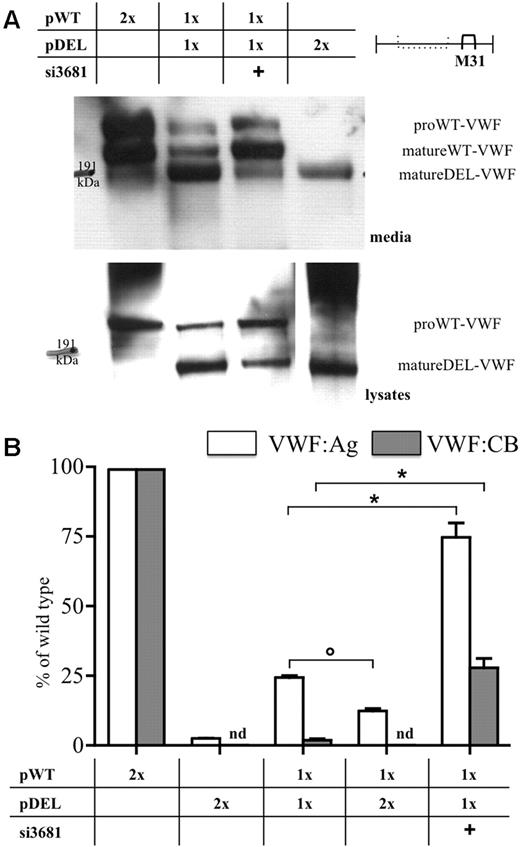 Figure 2. Wild-type and mutant VWF expression in cellular models. (A) Western blot analysis of wild-type and mutant VWF in conditioned media (top panel) and in cell lysates (bottom panels) with the monoclonal antibody pool M31,22,23 recognizing domains downstream of the breakpoint junction. Migration of the mature wild-type (matureWT-VWF) and deleted (matureDEL-VWF) proteins, and of forms containing the propeptide (proWT-VWF), is indicated. For comparison, see the Western blots in supplemental Figure 4. (B) VWF:Ag (white bars) and VWF:CB (gray bars) levels in conditioned media. The relative molar amount of pWT, pDEL, and vectors and the addition of siRNAs (40nM) are indicated in the table. 100% VWF:Ag corresponds to 445.1 ± 54.5 ng/mL and 100% of VWF:CB to 108.0% ± 14.7% of normal standard. Results from at least 3 independent experiments are reported as mean ± SEM. Statistical significance was evaluated by one-way analysis of variance with Bonferroni posttest: *P < .001; ○P < .01. nd indicates not detectable.