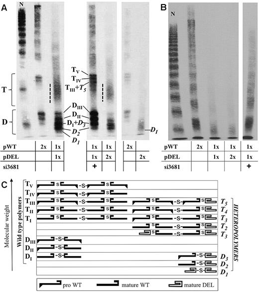 Figure 3. Multimer analysis of VWF in conditioned media. (A) High-resolution multimer analysis (3% agarose gels) and (C) schematic representation of multimer composition. Dimers (D) and tetramers (T) are indicated together with sub-band composition in accordance with the schematic representation.30,31 DI-III and TI-V (subscript Roman numerals) indicate polymers containing combinations of wild-type VWF (pro- or mature VWF). D1-3 and T1-5 (Italics, subscript Arabic numerals) indicate polymers containing deleted VWF (mature). A dotted line flanks the fast-migrating and smeared bands containing heterotetramers. The similar extent of the deleted and propeptide region causes comigration of bands with different subunit composition. Comigrating proteins are indicated in the same line (scheme), and comigrating bands (DI + D3, TIII + T5) are indicated by the sum of specific dimers or tetramers. A total of 1 ng (left and center panels) and 0.25 ng (right panel) of protein were loaded in each lane, based on VWF:Ag concentration in media. Accordingly, the gel in the right panel was overexposed. (B) Multimer analysis in 1.8% agarose gels. Equal volumes of media (15 μL) were loaded in each lane to highlight both quantitative and qualitative differences among samples. The relative molar amounts of each vector and siRNA are reported in the tables. N (normal plasma from an healthy person with normal values of VWF) was diluted 1/200.