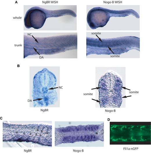 Figure 1. Expression patterns of NgBR and Nogo-B in zebrafish. (A) Images of NgBR and Nogo-B whole-mount in situ staining (WISH) at 24 hpf. (B) Transverse and (C) sagittal section images of NgBR and Nogo-B WISH at 24 hpf. (D) Flat-mount image of fli1a-nGFP embryos at 24 hpf. NC, notochord; DA, dorsal aorta; ISV, intersomitic vessels. Asterisk indicates location of ISV.