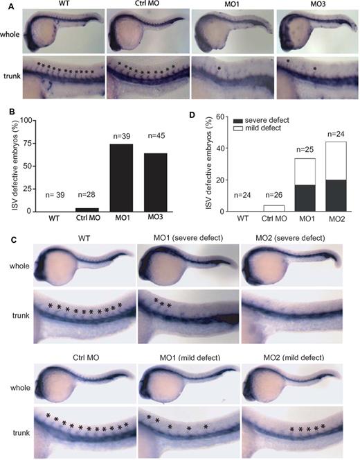 Figure 2. Effects of zNgBR and zNogo-B MO-injection on ISV formation. (A) zNgBR MO blocks ISV formation. Whole-mount fli1a- in situ staining (blue; Fli1a-WISH) was performed to localize the ISV at 24 hpf embryos. Top panels are the images of whole embryos at 24 hpf, and bottom panels are magnified images of the trunk region, showing WT (uninjected), Ctrl MO- (8 ng control MO), MO1- (8 ng ATG MO), and MO3- (8 ng splice MO) injected embryos. Asterisk indicates location of ISV. (B) Quantification of embryos with ISV defects (missing more than 5 ISV). n, embryo number in each group. (C) zNogo-B MO causes ISV formation defects. Fli1a-WISH (blue) was performed to localize the ISV at 24 hpf embryos. Top panels are the images of whole embryos at 24 hpf, and bottom panels are magnified images of the trunk region, showing WT (uninjected), MO1- (8 ng ATG MO), and MO2- (8 ng splice MO) injected embryos. Asterisk indicates location of ISV. (D) Quantification of embryos with ISV defects. n, embryo number in each group. Severe defect, missing more than 3 ISV in trunk region; mild defect, ISV orientation defect. Anterior is to the left.