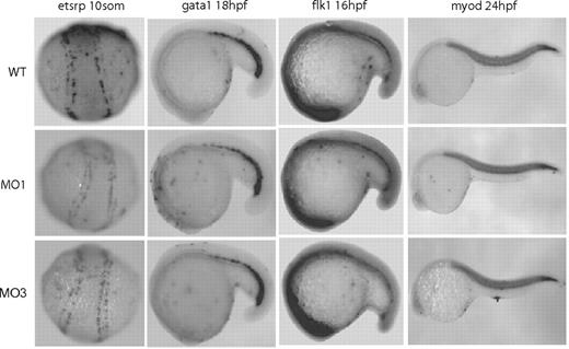 Figure 3. NgBR MOs have no effects on the early development. Whole-mount in situ staining of etsrp at 14 hpf, gata1 at 18 hpf, flk1 at 16 hpf, and myod at 24 hpf were performed to examine the effects of NgBR MOs on the developments of angioblast (etsrp), hematopoietic progenitor cells (gata1), early vasculature development (flk1), and somite formation (myod). WT, uninjected embryos; MO1, ATG-MO–injected embryos; MO3, splice MO-injected embryos.