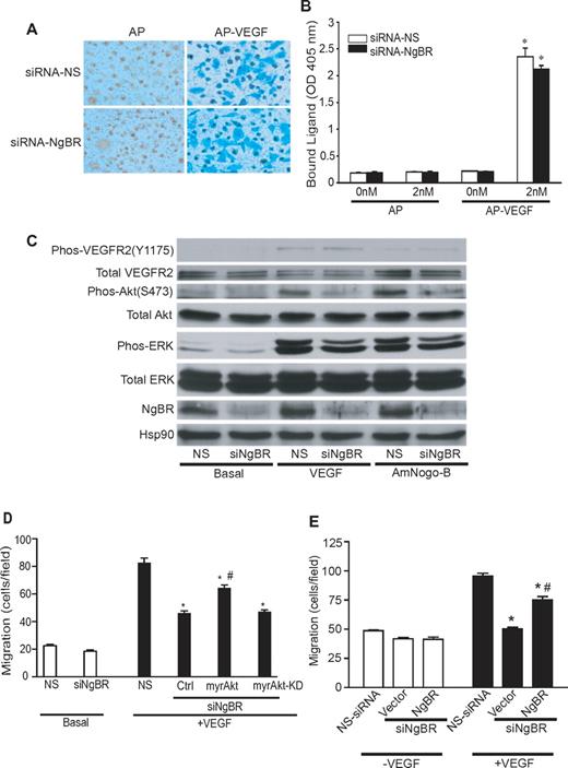 Figure 5. Effects of NgBR knockdown on VEGF-stimulated phosphorylation of Akt and Akt-dependent endothelial cell migration. (A-B) NgBR knockdown has no effect on AP-VEGF binding on the surface of HUVECs. After 48 hours of treatment with NS siRNA (siRNA-NS) or NgBR siRNA (siRNA-NgBR), HUVECs were incubated with 10nM AP or AP-VEGF at 4°C for 2 hours. AP was applied as controls to determine the nonspecific binding on the HUVEC surface. (A) The bound AP or AP-VEGF was detected using the Blue Substrate kit (Vector Laboratories). (B) The bound AP or AP-VEGF was extracted with Triton X-100, and AP activity was colorimetrically quantified using p-nitro-phenyl phosphate (Sigma-Aldrich) as substrate. (C) NgBR knockdown reduced the VEGF/AmNogo-B–stimulated phosphorylation of Akt and ERK in HUVECs. Quiescent siRNA-treated HUVECs was stimulated with 100 ng/mL VEGF/AmNogo-B for 30 minutes. The phosphorylation of Akt (S473) and ERK (p42/44) was determined by Western blot analysis as described in “Western blot analysis.” (D) Constitutively activated myrAkt restores the VEGF-induced migration of HUVECs treated with NgBR siRNA. Cell migration was examined in modified Boyden chambers in response to VEGF (100 ng/mL; n = 3). *P < .05, vs NS + VEGF; #P < .05, vs Ctrl + VEGF. (E) NgBR coding-region cDNA restores the VEGF-induced migration of HUVECs treated with NgBR siRNA. Cell migration was examined in modified Boyden chambers in response to VEGF (100 ng/mL; n = 3). *P < .05, vs NS + VEGF; #P < .05, vs Vector + VEGF + siNgBR. Vector, transfected with plasmid DNA vector containing the internal ribosome entry site (pIRES)–neo empty vector; NgBR, transfected with pIRES-neo vector carrying NgBR coding-region cDNA. siRNA, 10nM.