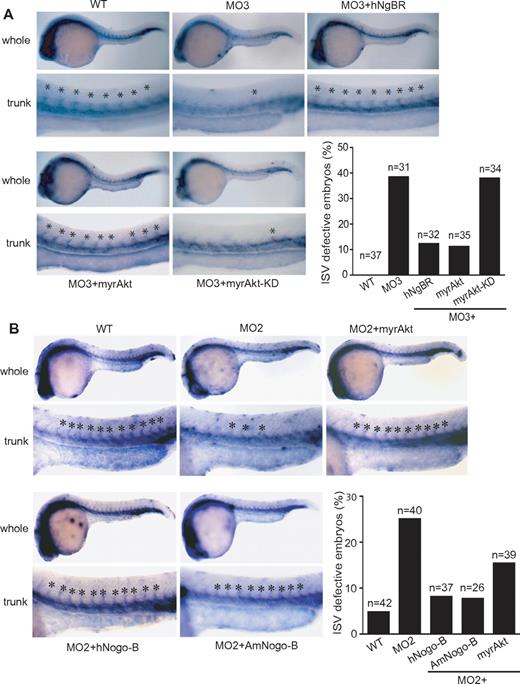 Figure 6. Constitutively activated Akt (myrAkt) rescues the defects of ISV formation in vivo. (A) Constitutively activated myrAkt rescues the ISV defects caused by zNgBR MO3 injection at 24 hpf embryos. Fli1a-WISH staining (blue) was performed to localize the ISV at 24 hpf embryos. Top panels are the images of whole embryos at 24 hpf, and bottom panels are magnified images of the trunk region, showing WT (uninjected), MO3- (6 ng of zNgBR splice MO), MO3 + hNgBR- (6 ng of MO3 plus 100 pg hNgBR mRNA), MO3 + myrAkt-WT– (6 ng of MO3 plus 100 pg myrAkt), and MO3 + myrAkt-KD– (6 ng of MO3 plus 100 pg myrAkt-KD) injected embryos. Asterisk indicates location of ISV. Quantification of embryos with ISV defects (missing more than 5 ISV). (B) Constitutively activated myrAkt rescues the ISV defects caused by zNogo-B MO2 injection at 24 hpf embryos. Fli1a-WISH staining (blue) was performed to localize the ISV at 24 hpf embryos. Top panels are the images of whole embryos at 24 hpf, and bottom panels are magnified images of the trunk region, showing WT (uninjected), MO2- (6 ng of zNogo-B splice MO), MO2 + myrAkt-WT– (6 ng of MO2 plus 100 pg myrAkt), MO2 + hNogo-B– (6 ng of MO2 plus 100 pg human full-length Nogo-B mRNA), and MO2 + AmNogo-B– (6 ng of MO2 plus 100 pg human AmNogo-B) injected embryos. Asterisk indicates location of ISV. Quantification of embryos with ISV defects (missing more than 3 ISV). Anterior is to the left. myrAkt, myristoylated activated Akt/protein kinase B (PKB); myrAkt-KD, the kinase-dead version of myristoylated Akt/PKB.