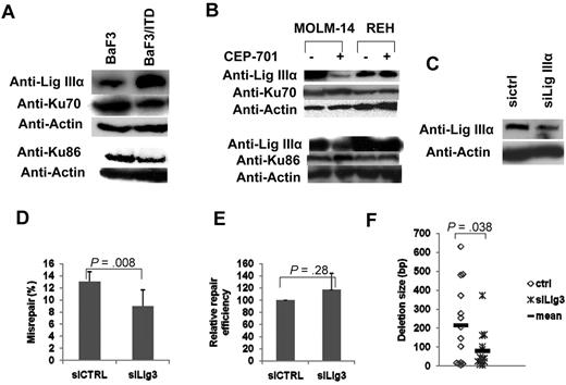 Figure 3. FLT3/ITD cells showed decreased Ku70/86 and increased DNA Lig IIIα levels. (A) Western blotting analysis of Ku70, Ku86, and DNA Lig IIIα in cell extracts of BaF3/ITD and parental BaF3 cells. Actin was used as a loading control. (B) Western blotting analysis of DNA Lig IIIα, Ku70, and Ku86 in cell extracts of MOLM-14 and REH cells with and without CEP-701 treatment. Actin was used as a loading control. (C-E) NHEJ assay in MOLM-14 cells treated with siRNA for DNA Lig IIIα. (C) Western blotting analysis of DNA Lig IIIα in cell extracts. Actin was used as a loading control. (D) Relative NHEJ efficiency. (E) Misrepair frequency. (F) A scatter plot showing the distribution of deletion size. P values are shown for all graphs. Vertical lines represent SD. The mean is indicated as a solid horizontal line in scatter plot.