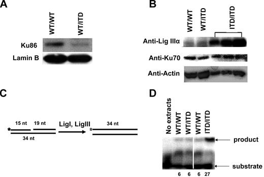 Figure 6. Extracts from FLT3/ITD-expressing mouse BM MNCs showed decreased Ku86 and increased DNA Lig IIIα. Western blotting analysis of Ku86 in nuclear extracts (A) and DNA Lig IIIα and Ku70 in cell extracts (B) from BM MNCs of WT/ITD and WT/WT mice. Different amounts of cell extracts from a single homozygote ITD/ITD mouse were also examined. Lamin and actin are used as loading controls. (C) A schematic diagram of the DNA nick ligation assay. Annealing of 3 DNA oligonucleotides (15-, 19-, and 34-nt) gives rise to a substrate that contains a nick. DNA ligase I and IIIα in the cell extracts seal the nick. The 5′ end of the 15 mer was radiolabeled so that the product can be detected. (D) A phosphorimage showing the DNA nick ligation activity in cell extracts. The numbers at the bottom of lanes indicate the relative ligation activity. A vertical line has been inserted to indicate repositioned gel lanes.