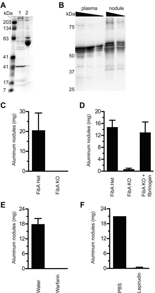 Figure 2. Fibrinogen and thrombin are required for aluminum nodule formation. (A) At 4 hours after Alhydrogel injection, nodules were collected and protein was eluted by boiling in SDS, separation by SDS-PAGE, and analysis with Coomassie staining. Lane 1, protein eluted from aluminum nodules; lane 2, normal mouse serum. (B) Plasma (0.1, 0.05, 0.025 μL), and proteins eluted from 4-hour Alhydrogel nodules (4 μg, 2 μg), were analyzed by the use of Western blot for fibrinogen under reducing conditions. Note that the fibrinogen bands in the plasma samples are probably compressed by albumin, which is very abundant but not visualized. (C) FibA KO mice were tested for the ability to form aluminum nodules in vivo compared with littermate controls. (D) FibA KO mice were injected with 1 mg of human fibrinogen 10 minutes before an injection of Alhydrogel. At 5 hours later, mice were evaluated for nodule formation. (E) Mice given 2.5 μg/mL warfarin in their drinking water for 7 days were injected with Alhydrogel and evaluated 5 hours later for the presence of aluminum nodules. (F) Mice were injected intraperitoneally with lepirudin 10 minutes before injection with Alhydrogel, then evaluated 5 hours later for the presence of aluminum nodules. All experiments included at least 3 mice per group and were performed at least 3 times, except panel D, which was performed twice.