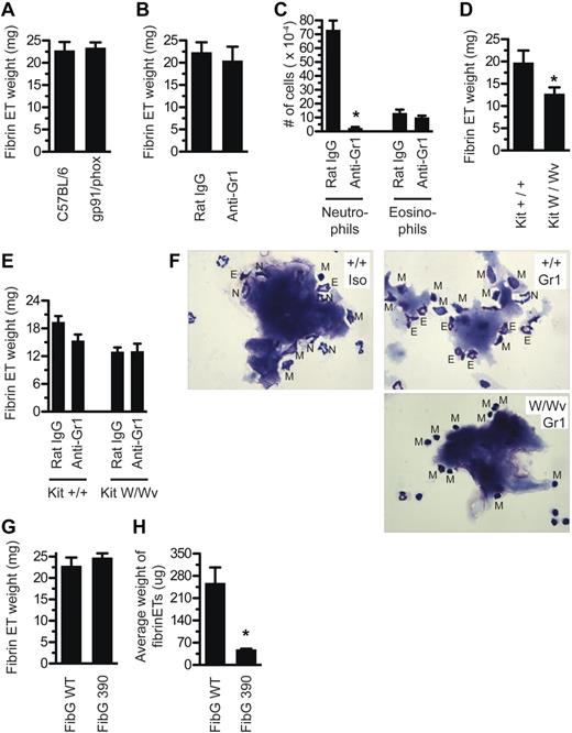Figure 4. Fibrinogen interacts with CD11b+ cells but there are redundant ET-releasing cell types. (A) Mice deficient for gp91/phox were injected with Alhydrogel and evaluated for fibrin ET formation 5 hours later. (B) Mice were depleted of neutrophils with 200 μg of anti–Gr-1 intravenously at day −1, or injected with isotype control Ab, then tested for fibrin ET formation 5 hours after Alhydrogel injection. (C) Peritoneal lavage was collected from mice in Figure 4B. Cells were stained by Wright-Giemsa and neutrophils and eosinophils were counted. *P < .001 compared with Rat IgG. (D) KitW/Wv mice, or littermate controls, were injected with Alhydrogel and evaluated for fibrin ET formation 5 hours later. Note that fibrin ET formation was decreased by 35% (P = .03). (E) KitW/Wv mice, or littermate controls, were depleted of neutrophils with 200 μg of anti–Gr-1 intravenously at day −1 or given isotype control Ab. On day 0, mice were injected with Alhydrogel and evaluated for fibrin ET formation 5 hours later. (F) Nodules from the peritoneal lavage of mice in part E were stained by Wright-Giemsa. Top left, Kit+/+ mice receiving Rat IgG. Top right, Kit+/+ mice receiving anti–Gr-1. Bottom right, KitW/Wv mice receiving anti–Gr-1. N indicates neutrophil; E, eosinophil; M, mononuclear cell. (G) FibG 390-396A mice were injected with Alhydrogel and evaluated for nodule formation 5 hours later. (H) Nodules from FibG 390-396A mice or controls were counted and the average weight determined (*P = .02). All experiments included at least 3 mice per group and were performed at least 3 times, except panel E, which was performed twice with 4 mice per group and shows the average from all 8 mice.