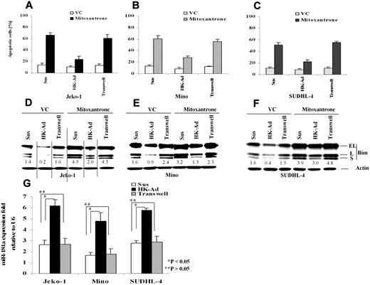 Figure 1. Cell adhesion to follicular dendritic cells (HK cells) protects B-lymphoma cell lines from drug-induced apoptosis and induces down-regulation of Bim and up-regulation of miR-181a. Jeko-1 (A,D), Mino (B,E), or SUDHL-4 (C,F) lymphoma cells (105/mL) in suspension (Sus) adhered to the pre-established monolayer of HK cells (HK-Ad) or with a confluent HK monolayer but separated by transwell inserts were treated with and without mitoxantrone (2μM) or vehicle control (VC) for 12 hours, and the lymphoma cells were collected and analyzed for apoptosis with annexin V (A-C) and Bim protein (all Bim isoforms, EL, L, and S) by Western blot (D-F). Direct cell-cell contact but not soluble factor(s) decreased mitoxantrone-induced apoptosis and Bim expression in Jeko-1, Mino, and SUDHL-4 lymphoma cells. The relative change in Bim protein was measured by quantitative densotometry and is indicated below each lane in panels D through F. (G) Jeko-1, Mino, or SUDHL-4 lymphoma cells (105/mL) were placed in suspension (Sus) or adhered to HK cells (HK-Ad) for 24 hours, and miR-181a expression was analyzed by TaqMan microRNA qRT-PCR assays. Results represent 4 independent experiments with mean ± SD.