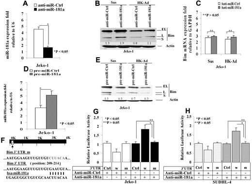Figure 2. miR-181a directly targets Bim and mediates cell adhesion–induced Bim down-regulation. (A). Knockdown of miR-181a using anti–miR-181a. The cells were transfected with anti–miR-181a or a scrambled oligonucleotide control, and miR-181a was analyzed by TaqMan microRNA qRT-PCR assays. Results in fold were obtained and expressed relative to small RNA U6 expression levels in Jeko-1 cells. The mean values and SDs from 4 independent experiments are shown. The Student t test was used for statistical analysis. *P < .05. (B-C). Knockdown of miR-181a increases Bim protein (B) but not mRNA (C) level with and without HK cell adhesion. Results for panel B are representative of 3 independent experiments. Results for panel E are means ± SD of 3 independent experiments. (D) Overexpression of miR-181a in pre–miR-181a–transfected Jeko-1 cells. Jeko-1 cells were transfected with pre–miR-control or pre–miR-181a (50 nmol/L) using Amaxa's Nucleofector system, and the miR-181a expression was analyzed by TaqMan microRNA qRT-PCR assays. (E) Overexpression of miR-181a down-regulated Bim (all Bim isoforms, EL, L, and S) expression. Pre–miR-control (pre–miR-Ctrl)– or pre–miR-181a–transfected (pre–miR-181a) Jeko-1 lymphoma cells (105/mL) were in suspension (Sus) or adhered to HK cells (HK-Ad) for 24 hours, and Bim expression was analyzed by Western blot. (D-E) Each are representative of at least 3 experiments with mean ± SD. Results (in fold) were obtained and expressed relative to small RNA U6 expression level. The Student t test was used for statistical analysis. *P < .05. (F) pmiR-Report.Bim 3′ UTR reporters were constructed using the miRANDA Human miRNA Targets Web site (http://cbio.mskcc.org/cgi-bin/mirnaviewer/mirnaviewer.pl) and the Targetscan (Version 5.4) Web site (http://genes.mit.edu/targetscan) based on the target prediction algorithms. Jeko-1 (G) or SUDHL-4 (H) cells were transfected with pmiR-Report control vector (Ctrl-vector) or pmiR-Report.Bim 3′ UTR wild-type (3′UTRw) or pmiR-Report.Bim 3′UTR mutant (3′UTRm) plasmids harboring point mutations in the target sites for miR-181a. These reporter plasmids were cotransfected with pre–miR-181a or anti–miR-181a (50 nmol/L) or control oligonucleotides or plasmid. The luciferase activities (in triplicate) of these transfected cells were measured 36 hours after transfection. Renilla luciferase activities were normalized against firefly luciferase activities, and mean normalized Renilla luciferase activities (± SD) from at least 3 independent experiments were determined and expressed relative to control values. In panels B and E, the relative change in Bim protein was measured by quantitative densotometry and is indicated below each lane.