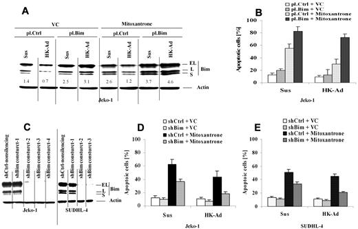 Figure 3. Cell adhesion–mediated down-regulation of Bim is required for cell adhesion–mediated drug resistance. (A-B) Overexpression of Bim inhibits cell adhesion–induced Bim down-regulation, induces cell apoptosis, and overcomes CAM-DR. Jeko-1 lymphoma cells were transfected with pCMV-SPORT6 control (pl.Ctrl)- or pCMV-SPORT6-Bim (pl.Bim) for 24 hours. Cells, collected and washed in suspension versus in adhesion with HK, were treated with mitoxantrone (1μM) for another 12 hours; Bim protein levels (A) were then analyzed by Western blot, and apoptosis (B) was analyzed by annexin V with flow cytometry. Data are representative of 4 independent experiments. In panel A, the relative change in Bim protein was measured by quantitative densotometry and is indicated below each lane. (C) Bim knockdown by shRNAs in Jeko-1 and SUDHL-4 cells. Bim expression levels in Jeko-1 cells were analyzed by Western blot after 48 hours of transfection with either Bim shRNA constructs 1 or 2 or 3 or 4 (shBim construct 1 or 2 or 3 or 4) or nonsilencing control shRNA (shCtrl-nonsilencing). Results are representative of 3 independent experiments. (D-E) Knockdown of Bim inhibits mitoxantrone-induced cell apoptosis in Jeko-1 and SUDHL-4 cells in the presence and absence of HK adhesion. Jeko-1 (D) or SUDHL-4 (E) cells transfected with Bim shRNA (shBim-3) or control shRNA (shCtrl) were incubated for 48 hours and then treated with vehicle control (VC) or mitoxantrone (0.2μM) for another 24 hours. Apoptosis was analyzed by flow cytometry using annexin V. Data are representative of 4 independent experiments.