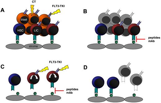 Figure 2. Targeting LIC–stroma interaction in combination with FLT3-TKI. (A) Treatment of leukemic blasts with chemotherapy (CT) or FLT3-TKIs kills cycling cells in PB and BM whereas LICs and HSCs are embedded in their niche and protected against apoptotic cell death. (B) Targeting LIC–stroma cell interaction using neutralizing antibodies or small peptides disrupts stroma-mediated survival signals and releases LIC but also HSCs from their environment. (C) As a consequence, FLT3-ITD–expressing LICs enter the cell cycle and become sensitive to FLT3-TKIs, while normal HSCs are spared. (D) Finally, HSCs adhere to stromal cells again and initiate hematopoietic reconstitution.