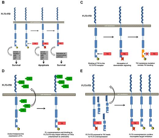 Figure 1. Molecular mechanisms of intrinsic resistance to FLT3-TKI. (A) Overview: FLT3-TKI resistance of FLT3-mutated AML can be classified in primary resistance, which is due to specific biologic characteristics of the disease, and in secondary resistance, which occurs secondarily upon exposure to TKIs. Known mechanisms of resistance to FLT3-TKIs are as follows. (B) In AML blasts expressing a mutated FLT3-receptor, survival and proliferation signals are continuously mediated by the mutant receptor. FLT3-TKIs abrogate constitutive activation of the FLT3-receptor and its downstream signals followed by apoptotic cell death. Alternatively, activation of compensatory survival pathways (eg, activating NRAS mutations) renders leukemic cells independent of FLT3. (C) Mutations in the adenosine triphosphate-binding pocket of the tyrosine-kinase domain impair binding of the TKI to the receptor. (D) Autocrine and/or paracrine FLT3-receptor stimulation via FLT3-Ligand (FL). (E) Over expression of the mutated FLT3-receptor.