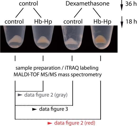 Figure 1. Experimental set-up for comparative monocyte proteome profiling. Monocytes were treated with or without dexamethasone (2.5 × 10−7M) for 36 hours. After this priming period, we added 500 μg/mL Hp (control cells) or 500 μg/mL Hb:Hp (1:1 molar ratio) for another 18 hours. At the end of each experiment, we observed a clearly visible difference in the appearance of cell pellets, with cells that were primed with glucocorticoid before exposure to Hb:Hp appearing more red-brown in color. Cells were then lysed, the nuclei removed by centrifugation, and the remaining cellular proteome processed for LC-MALDI-TOF/TOF analysis. Results of the comparative proteome analyses are shown in Figures 2 and 3, as indicated.