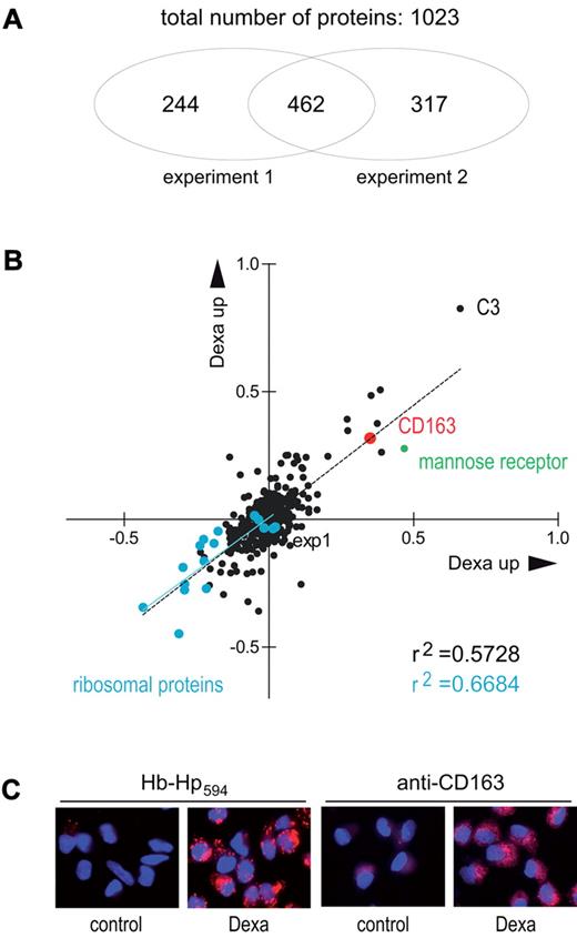 Figure 3. CD163 induction is a major effect of global glucocorticoid activity in monocytes. (A) iTRAQ MALDI-MS/MS analysis of the effects of glucocorticoid on the monocyte proteome. Monocytes were incubated for 36 hours with dexamethasone and then analyzed, as shown in Figure 1. A total of 1023 proteins were identified and relatively quantified (ratio of protein abundance for dexamethasone treated/control) based on at least 2 peptide matches. (B) Correlation plot of the 462 proteins identified in both independent experiments. Cyan dots represent ribosomal proteins; CD163 is shown in red. The prototypic M2 signature protein mannose receptor is highlighted in green. The complete list of up- and down-regulated proteins is given in supplemental Table 3. (C) Confirmation of CD163 up-regulation and increased Hb:Hp endocytosis in human monocytes after dexamethasone treatment. Monocytes were cultured on glass coverslips and stained with anti-CD163 monoclonal antibody (5C6FAT) and a secondary Alexa 568 goat anti-mouse antibody or incubated with 10 μg/mL Alexa594 Hb:Hp for 30 minutes. Images were acquired with a Zeiss epifluorescence microscope. Red indicates CD163 (right images) or internalized Hb:Hp (left images); blue shows DAPI (4′,6-diamidino-2-phenylindole)-stained nuclei.