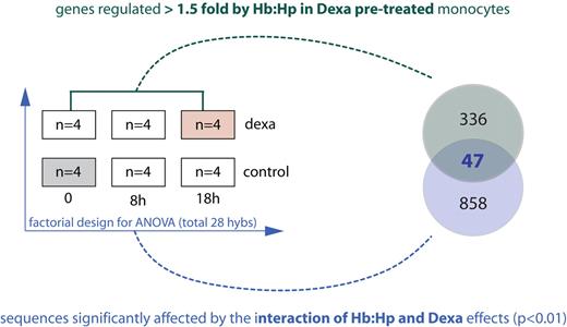 Figure 4. Experimental setup for gene array analysis of the effect of dexamethasone priming on Hb:Hp-induced gene expression. Monocytes were cultured in the presence or absence of dexamethasone (2.5 × 10−7M) for 36 hours (priming phase). After this priming period, 500 μg/mL purified Hp or Hb:Hp (1:1 molar ratio) was added. After incubation for an additional 0, 8, or 18 hours, RNA was extracted, and samples were analyzed with Agilent whole genome 44K arrays. Two different array experiments were performed to achieve a high stringency for the selection of genes of interest. (1) A factorial experiment (blue) to identify sequences with a significant (P < .01) interactive component of dexamethasone priming and Hb:Hp treatment was performed. For factorial analysis, each treatment sample was analyzed against a reference (untreated) sample from the same experiment (gray box). Ratio-data of 4 independent experiments were analyzed by 2-way ANOVA considering the factors of dexamethasone treatment and time of Hb:Hp exposure. The 905 sequences that showed a significant interactive component (P < .01) were considered for further analysis. (2) A pair-wise experiment (green) was performed for direct identification of genes that were significantly (P < .01) induced/suppressed > 1.5-fold when dexamethasone-primed cells were exposed to Hb:Hp. The 383 genes fulfilling this second threshold were considered for further analysis. Combination of the 2 criteria identified 47 genes of interest, which are shown in Table 1.