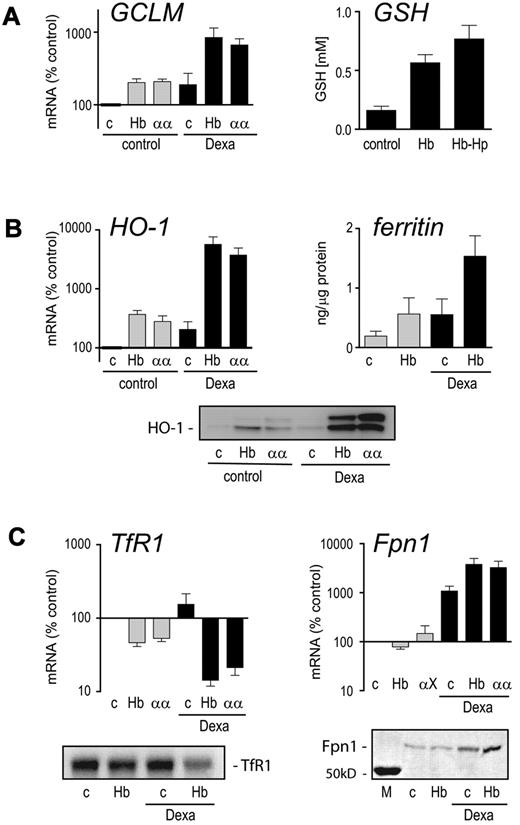 Figure 5. RNA and protein changes of core antioxidant and iron metabolism genes responsive to the interactive effects of dexamethasone and Hb. Monocytes were primed with dexamethasone for 36 hours (■) or left untreated () and then incubated with medium containing 50% autologous serum (c), 400 μg/mL HbA0 (Hb), or 400 μg/mL tetramer-stabilized α-α crosslinked Hb (αα). Cells were treated with Hb for 12 hours before mRNA analysis or incubated for 24 hours for determination of intracellular reduced GSH and ferritin or Western blot analysis. (A) Changes in mRNA expression of GCLM (left) and level of Hb-induced intracellular GSH (right) in dexamethasone-primed monocytes. (B) mRNA and protein expression levels of heme oxygenase (HO-1) (left and lower) and intracellular ferritin levels (right). (C) mRNA and protein levels of the transferrin receptor (TfR1) and the iron exporter ferroportin (Fpn1). All quantitative results represent mean ± SEM of at least 3 independent experiments.