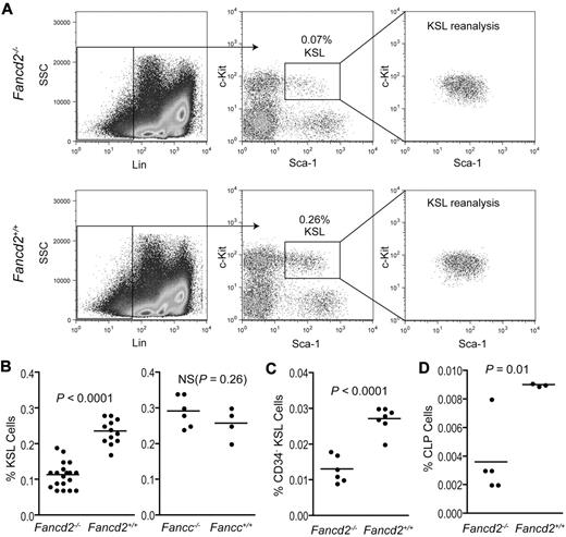 Figure 1. Fancd2−/− mice have a smaller KSL stem and progenitor pool. (A) FACS profiles after KSL staining of the bone marrow cells from Fancd2 mutant mice and wild-type littermate controls. The percentage of the KSL gate is referring to the proportion of KSL cells in the whole nucleated bone marrow. To confirm the purity of double-sorted KSL cells, 3000 cells were analyzed for each genotype. (B) Quantification of hematopoietic KSL stem and progenitor frequencies in the bone marrow of FA mice (Fancd2−/− or Fancc−/−) and wild-type controls. All the mice used were between 3 and 8 months of age. In the Fancd2−/− group, n = 19 for Fancd2−/− mice and n = 12 for Fancd2+/+ littermate controls; in the Fancc−/− group, n = 6 for Fancc−/− mice and n = 4 for Fancc+/+ littermate controls. NS denotes not significant. (C) Quantification of CD34−KSL hematopoietic stem-cell frequencies in the bone marrow of Fancd2−/− mice or wild-type controls. N = 6 for Fancd2−/− mice and n = 7 for Fancd2+/+ mice. (D) Quantification of CLP frequencies in the bone marrow of Fancd2−/− mice or wild-type controls. N = 5 for Fancd2−/− mice and n = 3 for Fancd2+/+ mice.