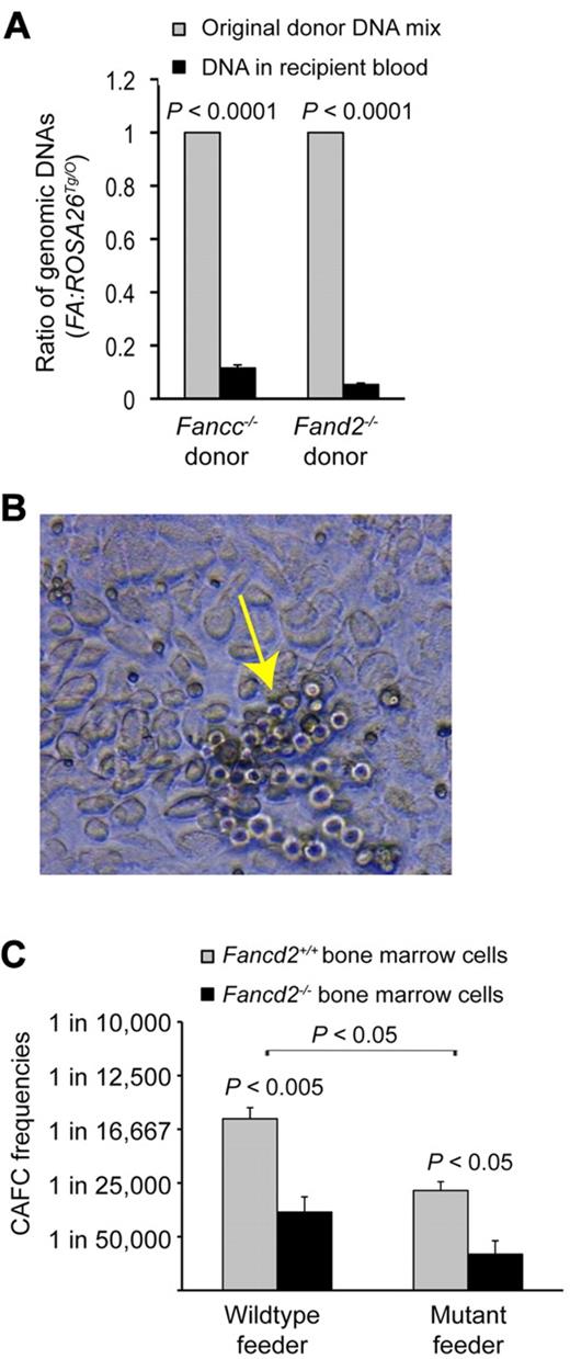Figure 2. Hematopoietic defects in Fancd2−/− mice. (A) In vivo competitive repopulation of mixed FA (Fancc−/− or Fancd2−/−) and ROSA26Tg/O bone marrow cells. Quantitative real-time PCR (qPCR) analyses were performed to evaluate donor contribution to the peripheral blood cells from each donor (7 or 9 months posttransplantation for Fancd2−/− or Fancc−/− donors, respectively). Three independent qPCR analyses were performed for each sample, and results from 5 animals were pooled together for each experimental group. P values were calculated by the 2-tailed, paired Student t test. Error bars represent SEM. (B) Representative picture for CAFC assay. The arrow indicates cobblestone colony. The image was acquired on an Axiovert 200 inverted microscope with an AxioCam MRc color camera at room temperature using AxioVision Release 4.8 software (Carl Zeiss MicroImaging). Original magnification ×100 (with 10× objective lens). (C) Quantification of CAFC results. P values were calculated by 2-tailed, paired Student t test.