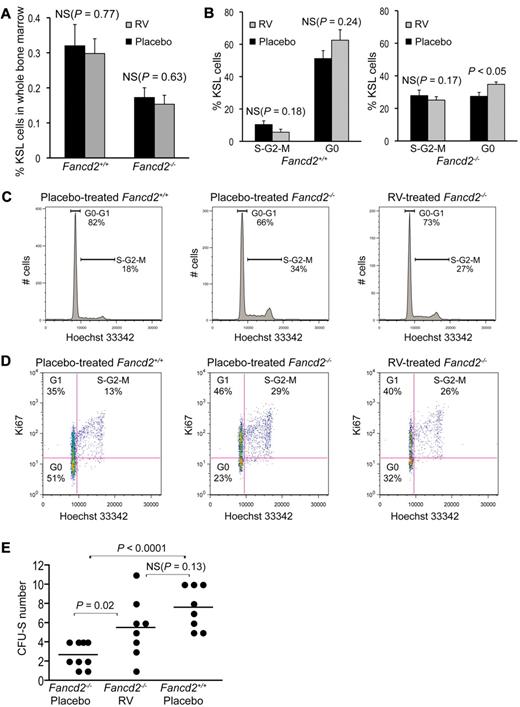 Figure 4. Resveratrol partially corrects hematopoietic defects in Fancd2−/− mice. (A) KSL frequency was not significantly changed in either Fancd2−/− or Fancd2+/+ mice after resveratrol (RV) treatment. (B) Statistical quantification of the cell-cycle analysis on KSL cells in resveratrol- versus placebo-treated mice. N = 3 for each group. (C) Representative cell cycle profiles of a placebo-treated Fancd2−/− mouse, its resveratrol-treated Fancd2−/− littermate control, and placebo-treated wild-type control. Cells are stained for KSL and DNA content (Hoechst 33342). Data were analyzed with FlowJo using Dean-Jett-Fox model for the quantification of each cell cycle phase. (D) Representative picture after a costaining for DNA content (Hoechst 33342) and Ki67 expression in KSL subsets of the bone marrow cells from placebo- or resveratrol-treated Fancd2−/− mice and a placebo-treated wild-type littermate control. Percentages for each gate were denoted. (E) Resveratrol treatment significantly improved the CFU-S–forming capacity of Fancd2−/− bone marrow cells. Data represent 3 donors for each group with 3 (or 2 in 1 case) recipients for each donor.