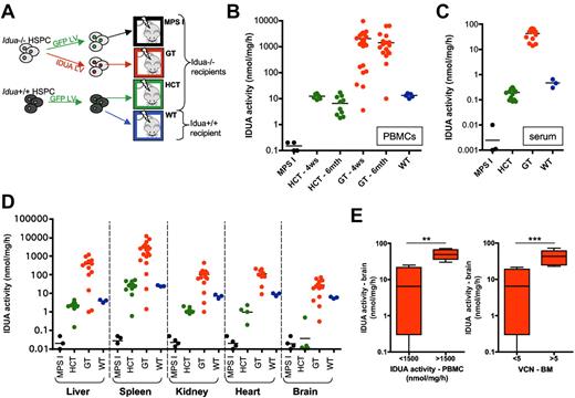 Figure 1. Reconstitution of IDUA activity in MPS I mice upon transplantation of wild-type or gene-corrected HSPCs. (A) Experimental scheme. Idua−/− and Idua+/+ cells were transduced with IDUA-LV or GFP-encoding LV (in which transgene expression was driven by the human phosphoglycerate kinase promoter) and then transplanted (1 × 106 cells/mouse) into lethally irradiated mice, as indicated. GT, gene therapy–treated Idua−/− mice; HCT, Idua−/− mice transplanted with WT HSPC transduced with GFP-LV; MPS I, Idua−/− mice transplanted with GFP-LV–transduced Idua−/− HSPCs (mock-transplanted affected controls); WT, Idua+/+ mice transplanted with GFP-LV–transduced Idua+/+ HSPCs (mock-transplanted WT controls). (B-D) IDUA activity was measured in the PBMCs (B), in the serum (C), and in the tissues indicated below the x-axis (D) of mice transplanted with either mock-transduced or gene-corrected HSPCs at 4 weeks (B) or 6 months after transplant at sacrifice (B-D). Each dot represents one mouse, and average values are shown (black line). (E) Gene therapy–treated mice were divided into 2 groups according to the IDUA activity measured in total PBMCs (at 6 months from transplantation; left chart) and to the vector copy number per genome (VCN) measured on total BM cells (right chart). IDUA activity measured in the brain is shown for animals having IDUA activity in PBMCs below (<) or above (>) 1500 nmol/mg/h and carrying less (<) or more (>) than 5 LV copies per genome in the BM (1500 nmol/mg/h and 5 LV copies/genome are the average values measured in the entire pool of gene therapy–treated mice). Mean ± min/max are shown. **P < .01; ***P < .001 with Student t test.