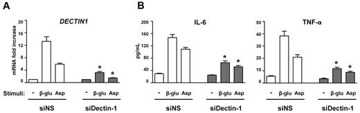 Figure 3. siRNA-mediated silencing of Dectin-1 in human epithelial cells. (A) Dectin-1 mRNA expression in BEAS-2B cells left untreated or stimulated with β-glucan (β-glu) or heat-inactivated A conidia (Asp) after 48 hours of transfection with a Dectin-1-specific siRNA (siDectin-1) or a nonspecific control siRNA (siNS). Transfection efficiencies were determined with a positive fluorescent-labeled transfection control siRNA, and the silencing effects of siRNAs were confirmed by RT-PCR. Results shown were assessed in triplicate. (B) Cytokine production (picograms per milliliter) on culture supernatants of transfected BEAS-2B cells stimulated overnight with either β-glucan or heat-inactivated A conidia. Cytokines were quantified by ELISA, and the results shown were assessed in triplicate. The detection limit of the assays was less than 0.5 pg/mL for each cytokine.
