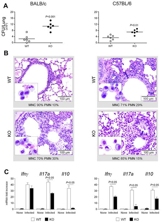 Figure 4. Dectin-1 regulates both resistance and inflammation to Aspergillus. Dectin-1-deficient mice on both BALB/c and C57BL/6 backgrounds were given a suspension of 2 × 107 conidia/20 μL saline intratracheally. (A) Fungal growth (CFU ± SE), (B) lung histology (PAS staining) and BAL morphometry, and (C) cytokine gene expression in the lungs by real-time RT-PCR were assessed 3 days after the infection. For histology, paraffin-embedded tissues (3-4 μm) of lung were stained and mounted with Eukitt mounting medium (Sigma-Aldrich). Histology sections were observed with 40×/0.65 objective lens using an Olympus BX51 microscope (Olympus). BAL cystospins were performed as described in “Methods.” Cytospin preparations were observed with a 100×/1.25 NA oil objective lens using a Olympus BX51 microscope (Olympus). All images were captured using a high-resolution Olympus DP71 camera (Olympus) and digitally acquired using Cell⋀P software (Version 3.3 build 2108, Olympus). Subsequent image editing was performed using Adobe Photoshop CS3 (Version 10.0, Adobe Systems Incorporated). Note the sustained parenchymal damage (PAS staining) and inflammatory cell recruitment in BAL (May-Grünwald-Giemsa staining in the inset) in BALB/c Dectin-1 KO more than C57BL/6 Dectin-1 KO, mice. Bars represent magnifications. The numbers refer to percentage polymorphonuclear (PMN) or mononuclear (MNC) cells on BAL. Data are pooled from 4 experiments or representative of 2 experiments (for histology).