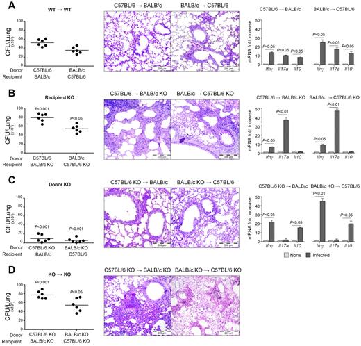 Figure 5. Dectin-1 deficiency affects immunity and tolerance to Aspergillus in HSCT mice. Dectin-1 KO mice on both genetic backgrounds were used as (B) recipients, (C) donors, or (D) both in an experimental model of HSCT in which lethally irradiated recipient mice are infused with T cell-depleted donor cells and infected with A conidia intratracheally a week later. Fungal growth (CFU ± SE), lung histology (PAS staining; bars represent magnifications), and cytokine gene expression in the lungs by real-time RT-PCR were assessed 3 days after the infection. None indicates uninfected transplanted mice. For histology, paraffin-embedded tissues (3-4 μm) of lung were stained and mounted with Eukitt mounting medium (Sigma-Aldrich). Histology sections were observed under a 20×/0.40 objective lens using an Olympus BX51 microscope (Olympus). All images were captured using a high-resolution Olympus DP71 camera (Olympus) and digitally acquired using Cell⋀P software (Version 3.3 build 2108, Olympus). Subsequent image editing was performed using Adobe Photoshop CS3 (Version 10.0, Adobe Systems Incorporated). Note the exuberant inflammatory cell responses in the lungs of recipient KO and of both donor/recipient KO as opposed to the mild inflammatory parenchymal reaction observed in (A) control WT mice or (C) donor KO. Data are representative of 2 experiments.