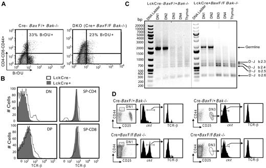 Figure 2. Abnormal thymocyte development in the absence of Bax and Bak occurs without affecting proliferation and TCRβ rearrangement. (A) To determine the proliferation of premalignant thymocytes, Control and LckCre+BaxBak DKO mice were injected with BrDU intraperitoneally. Mice were killed after 3 hours and the DN CD44+ population of thymocytes was evaluated by immunostaining followed by flow cytometry. (B) Surface TCR-β staining in DN, DP, and SP CD4+ and CD8+ cells. (C) To define the status of β chain rearrangement in the subpopulation of DN thymocyte cells DN1, DN2, DN3, and DN4 (CD44−CD25−) populations were isolated by FACSAria (BD BioSciences) cell sorting. Genomic DNA was isolated from these subpopulations and analyzed by PCR for rearrangements at the TCRβ locus using Dβ2 and Jβ2 region specific primers. PCR products were analyzed on 1% agarose gels. Shown are images of 2 agarose gels with DNA markers on each gel. (D) DN1 and DN3 populations were further specified with CD44+c-kithigh and CD25+c-kitlow gates, respectively and the presence of surface TCR-β was evaluated by flow cytometry.