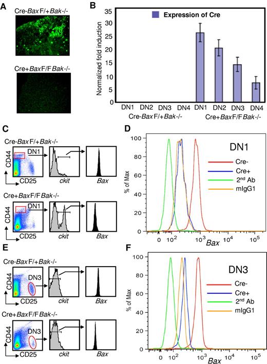 Figure 3. Cre is expressed and Bax is deleted in early thymocyte progenitor populations. (A) Immunofluorescence of thymocyte cells from LckCre-BaxF/+Bak−/− (control) and LckCre+BaxBakDKO mice. (B) Real-time PCR data confirming the expression of Cre in DN T-cell populations sorted as described in “Methods.” (C-D) Relative expression of intracellular Bax in DN1c-kithigh cells of control and LckCre+BaxBakDKO mice as measured by flow cytometric analysis. (E-F) Relative expression of intracellular Bax in DN3 cells of control and LckCre+BaxBak DKO mice by flow cytometric analysis.