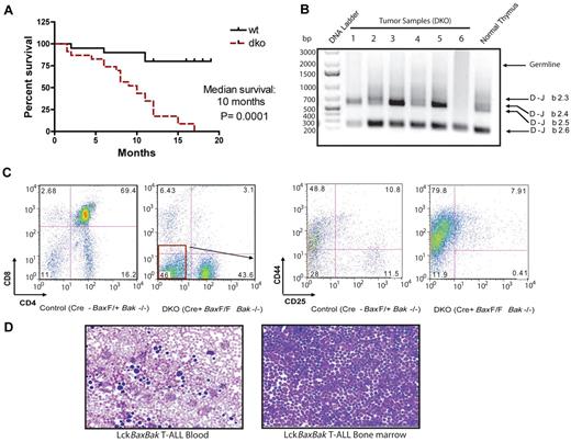 Figure 5. Survival curve and disease phenotypes of LckCre+BaxBak DKO mice develop T-ALL. (A) Kaplan-Meier survival curves for cohorts of LckCre+BaxBak DKO and control mice. The median survival of LckCre+ BaxBak DKO mice was 10 months. n = 21 for both cohorts of mice, and P = .0001. (B) PCR of genomic DNA of LckCre+BaxBak DKO tumors for rearrangements at the TCRβ locus using Dβ2 and Jβ2 region-specific primers. LckCre+BaxBak DKO tumors display clonal beta chain rearrangement. (C) Representative immunophenotype of T-ALL arising in LckCre+BaxBak DKO mice. (D) Blood smear and cytospin of BM from a representative LckCre+BaxBak DKO tumor.