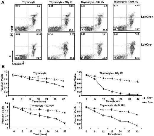 Figure 6. Thymocyte cells from LckCre+BaxBak DKO mice are resistant to DNA damage-induced apoptotic signals. Thymocytes from LckCre+BaxBak DKO and control mice were treated with 1mM HU, 2 Gy IR, and 10 J UV as indicated. (A) Cell viability was determined by annexin V staining with propidium iodine exclusion followed by flow cytometry at the indicated time points. Representative flow cytometric plots are shown at the 24-hour time point. (B) Quantification of the average cell survival (annexin V negative) from duplicate samples by flow cytometric analysis at the indicated time points. Data are representative of at least 2 independent experiments.