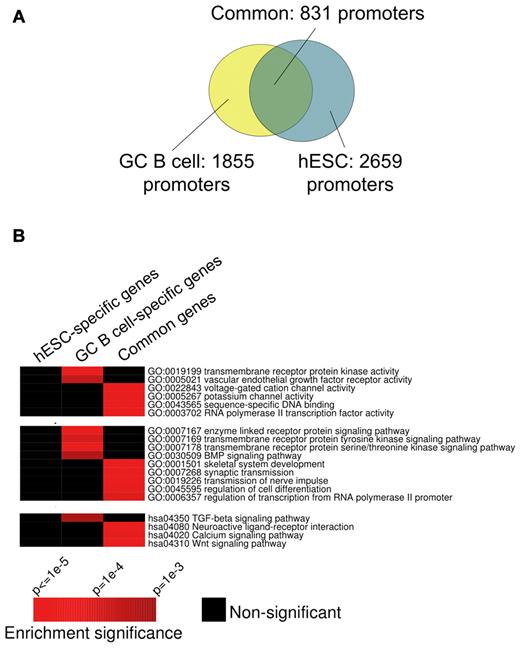 Figure 2. Comparing the GC B-cell and hESC EZH2 regulons. (A) Overlap between sets of promoters targeted by EZH2 in GC B cells (yellow) and hESCs (turquoise). EZH2 target promoters in GC B cells were obtained from 4 ChIP-chip replicate experiments. FDR (10%) was used as threshold in each replicate, and only statistically significant peaks observed in > 50% of 4 replicates were retained; see Methods for details. EZH2 target promoters in hESCs were obtained from a published ChIP-seq study.18 (B) Certain processes, pathways, and biochemical functions from the Gene Ontology and KEGG databases are specifically enriched in GC B-cell or common EZH2 target genes. In these heatmaps, rows correspond to pathways and biochemical functions, while columns correspond to gene sets targeted by EZH2 in distinct cell types. Red entries in the heatmap correspond to significant (P < .01) enrichment of specific pathways/functions. Black entries indicate no significant enrichment. Enrichment P values were calculated using the hypergeometric distribution.