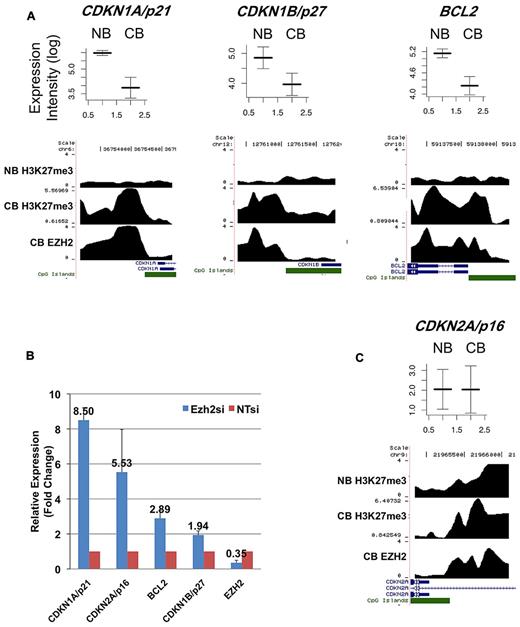 Figure 3. Representative genes from 2 classes of EZH2 targets. (A) This figure shows mRNA expression values in NBCs (NB) and centroblasts (CB) (from microarray analyses) and EZH2 binding and H3K27me3 ChIP intensity profiles across probeset-covered regions for 3 genes. In the expression plots (top portion), the y-axis corresponds to log-transformed intensity values from microarray experiments. The x-axis correspond to NB and CB. Expression intensities from 5 CB and 5 NB microarray profiles were used to draw these figures, where both average intensities and standard error (error bars) are shown. In the binding profiles, the x-axis corresponds to genomic position around the transcription start site of the considered genes. RefSeq genes overlapping with the covered regions are shown in blue. CpG islands are shown in green. The y-axis corresponds to smoothed and log-transformed ChIP intensities. The figure shows that CDKN1A/p21, CDKN1B/p27, and BCL2 are not marked by H3K27me3 in NB, and become bound by EZH2 in centroblasts and consequently acquire H3K27me3. Accordingly, these 3 genes are down-regulated at the mRNA expression level in centroblasts compared with NBCs. (B) These 3 genes (together with CDKN2A/p16) are up-regulated at the mRNA level (albeit to a different extent) upon siRNA knockdown of EZH2 in SUDHL4 cells, as measured by Q-PCR. In this figure, mRNA expression levels in siRNA-treated cells are normalized with respect to untreated cells (NTsi). Error bars were drawn using data obtained from 3 replicate experiments. (C) This figure shows average expression levels in NB and CB and binding profiles for CDKN2A/p16. The CDKN2A/p16 promoter is associated with H3K27me3 in NB and expressed at low level; in CB, the same gene is associated with EZH2/H3K27me3 and its expression level does not change.